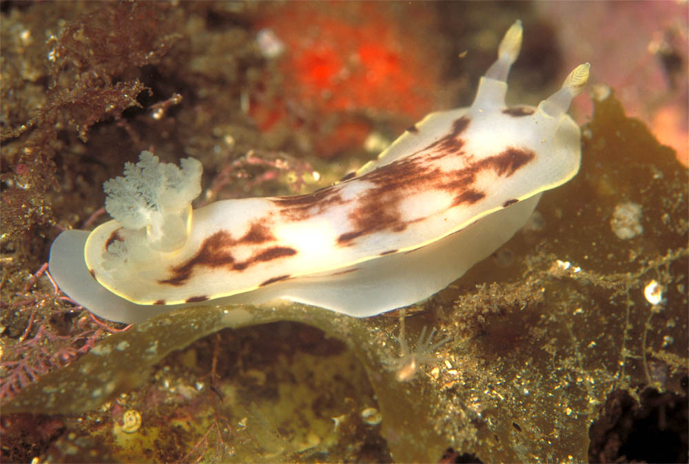 Aphelodoris luctuosa